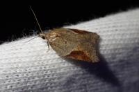 Acleris laterana