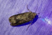 Agrotis ipsilon