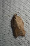 Acleris emargana