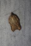 Acleris emargana