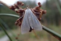 Palpita vitrealis