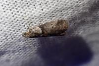 Acrobasis consociella