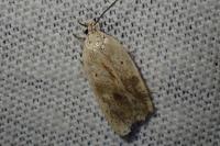 Agonopterix nervosa