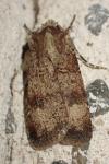 Agrotis trux