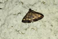 Pyrausta aurata