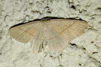 Cyclophora suppunctaria