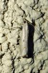 Agriphila geniculea