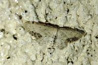 Idaea dimidiata