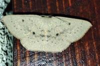 Cyclophora puppillaria