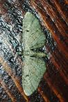 Eupithecia absinthiata