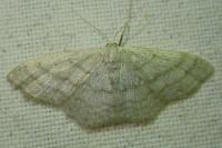 Idaea subsericeata