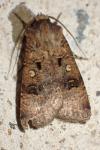 Agrotis trux