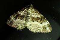 Epirrhoe alternata