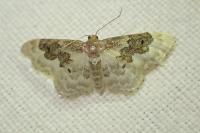 Idaea rusticata