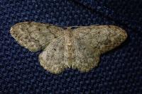 Idaea libycata