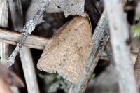 Acleris ferrugana