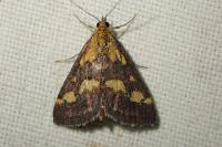 Pyrausta purpuralis