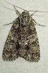 Acronicta rumicis