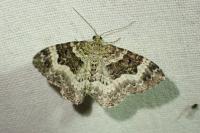 Epirrhoe alternata