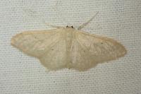 Idaea straminata