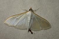 Palpita vitrealis