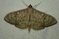 Patania ruralis