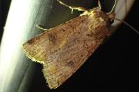 Agrotis segetum