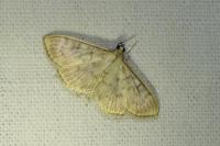 Patania ruralis