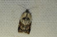 Acleris variegana