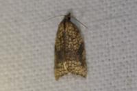 Acleris rhombana