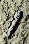 Ethmia pusiella