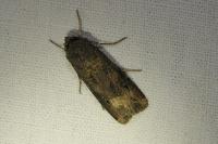 Agrotis ipsilon