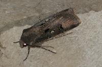 Agrotis trux