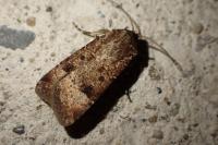 Agrotis trux