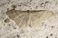 Idaea deversaria