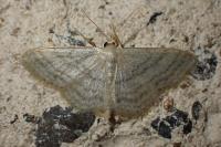 Idaea subsericeata