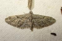 Eupithecia oxycedrata