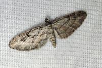 Eupithecia ericeata