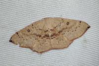 Cyclophora porata