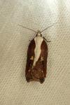 Acleris cristana