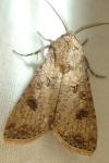 Agrotis clavis