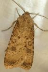 Agrotis segetum