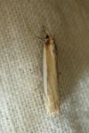 Crambus pascuella