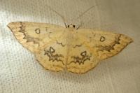 Cyclophora annularia