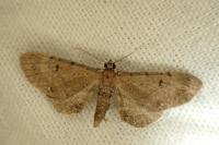 Eupithecia absinthiata