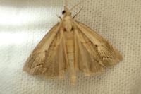 Agriphila geniculea