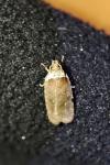 Agonopterix cnicella