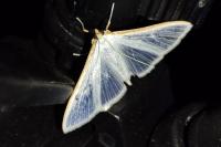 Palpita vitrealis