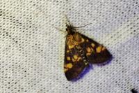 Pyrausta aurata