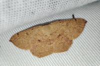 Cyclophora puppillaria